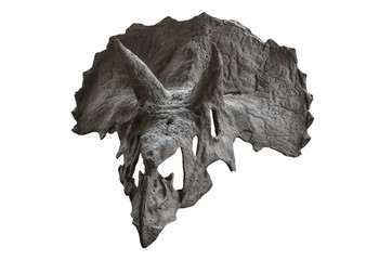 The skull of dinosaur triceratops on white , isolated © wlad074