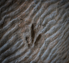 The footprints of dinosaur on a stone