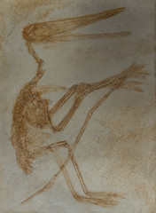 The fossil of pterodactyl skeleton in stone © wlad074
