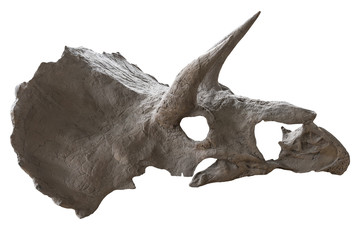The skull of dinosaur triceratops on white , isolated