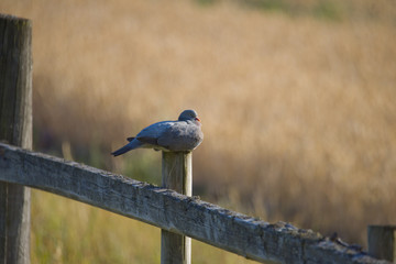 Dove on a fence at B&ouml;gs g&aring;rd, Stockholm