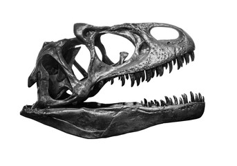 Tyrannosaurus skull on white background , isolated