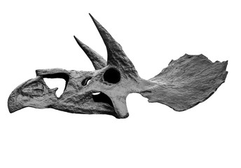 The skull of dinosaur triceratops on white , isolated