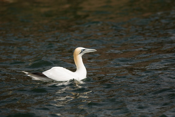 Northern Gannet (Morus Bassanus) on water, Bass Rock, United Kingdom