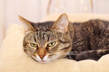 Cat lies on a pillow
