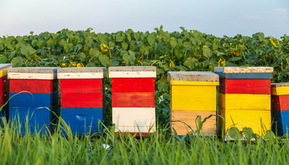 Beehives On Sunflowers Field 1