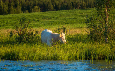 Cow grazing
