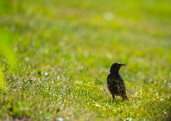 A beautiful adurl common starling feeding in the grass before migration. Sturnus vulgaris. Adult bird in park in Latvia, Northern Europe. Shallow depth of field.
