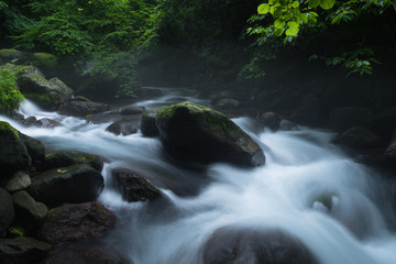 Stream in green forest