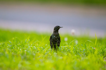 A beautiful adurl common starling feeding in the grass before migration. Sturnus vulgaris. Adult bird in park in Latvia, Northern Europe. Shallow depth of field.