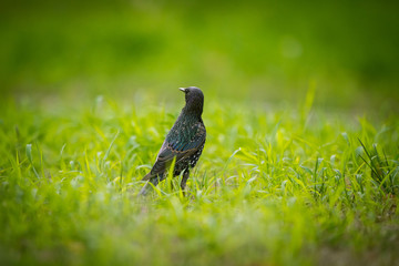 A beautiful adurl common starling feeding in the grass before migration. Sturnus vulgaris. Adult bird in park in Latvia, Northern Europe. Shallow depth of field.