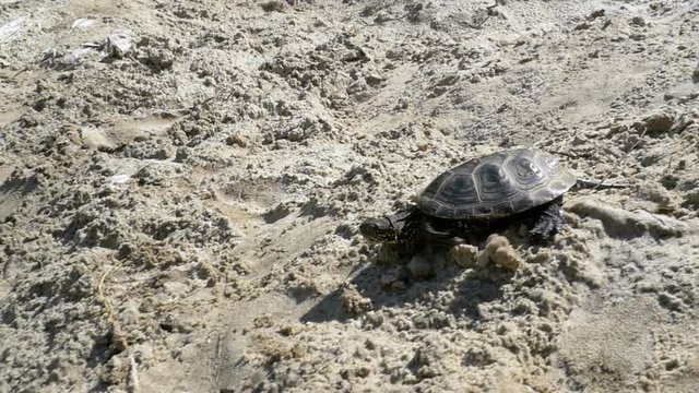 Little Turtle Crawling on the Sand on the Beach and Plunged into the River. Slow Motion in 96 fps. Closu-up. The concept of victory, achievement of the goal, motivation.