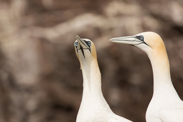 Northeern gannet (Morus bassanus) pair displaying