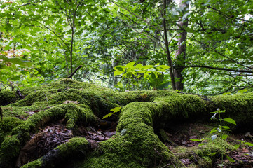 Sächsische Schweiz unberührte Natur Moos