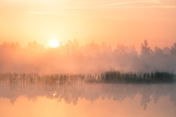 A beautiful, colorful landscape of a misty swamp during the sunrise. Atmospheric, tranquil wetland scenery with sun in Latvia, Northern Europe.