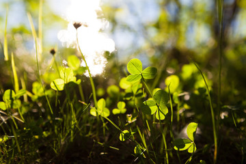 Clovers growing in nature and are illuminated by sunlight