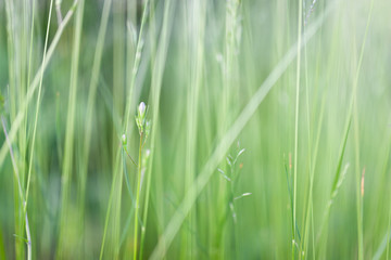 Grass in backyard close view summer background