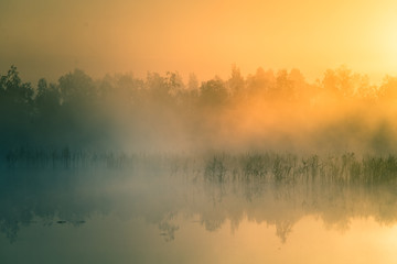 A beautiful, colorful landscape of a misty swamp during the sunrise. Atmospheric, tranquil wetland scenery with sun in Latvia, Northern Europe.