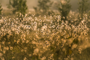 A beautiful swamp landscape full of cottongrass flowers in morning. Spring scenery of wetlands in Latvia, Northern Europe.