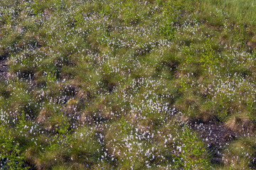 A beautiful swamp landscape full of cottongrass flowers in morning. Spring scenery of wetlands in Latvia, Northern Europe.