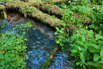 Small spring in forest at summer