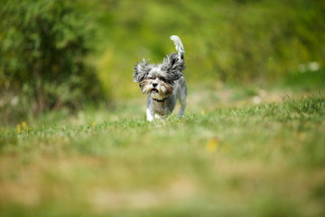 Adorable and happy Bichon Havanese dog with summer haircut running through a beautiful, green clearing on a bright sunny day