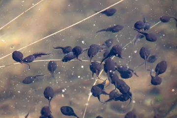 Crédence de cuisine en verre imprimé Grenouille Tadpoles swimming in clear water