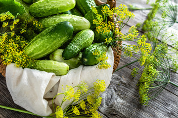 Fresh cucumbers, organic vegetables on wooden background. Freshly harvested cucumber and dill.
