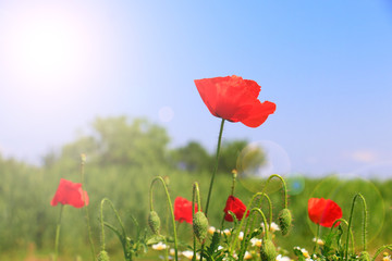 Obraz premium Field of poppies