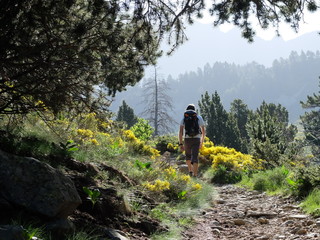 Fototapeta premium Randonneur sur le sentier dans les genets jaunes et les rhododendrons