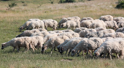 Flock of goats grazing in mountain meadows