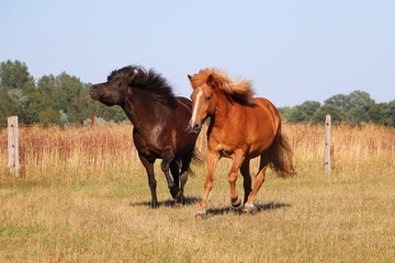 two beautiful icelandic horses are running on the paddock