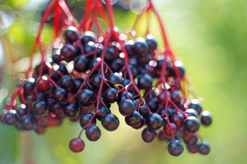 closeup of blue elderberries