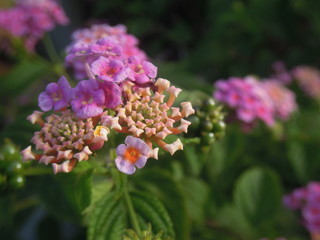 Bright colorful pink and yellow flowers
