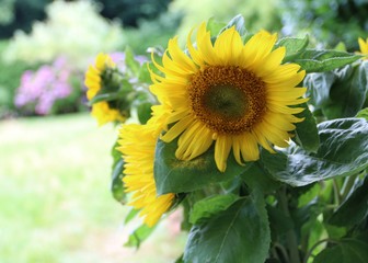 Grüße aus dem Garten mit Sonnenblumen