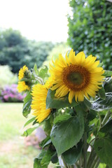 Sonnenblumen im Blumenstrauß im Garten