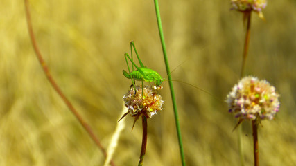 Grashüpfer auf Kornblume