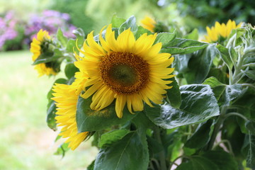 Obraz premium Grüße aus dem Garten mit Sonnenblumen 
