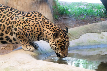 Wildlife of Jaguar drink water in zoo at Thailand