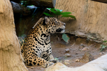 Portrait of a leopard  at zoo in Thailand