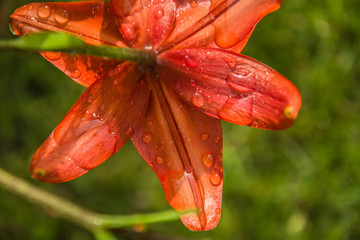 Water drops on an orange lily flower