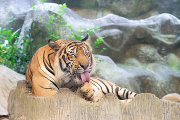 Fototapeta premium INDOCHINESE TIGER (Panthera tigris corbetti) in the zoo at Thailand