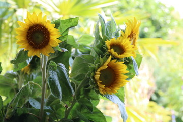 Sonnenblumen im Blumenstrauss im Garten 