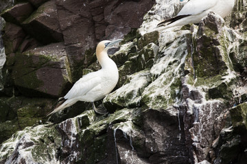 Northeern gannet (Morus bassanus) perched on cliff at colony