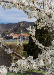 Marillenblüte (Aprikosenblüte) in der Wachau, Österreich