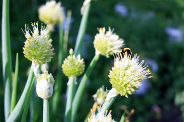 Bumblebee gather pollen
