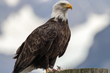 Bald Eagle Perched Close Up