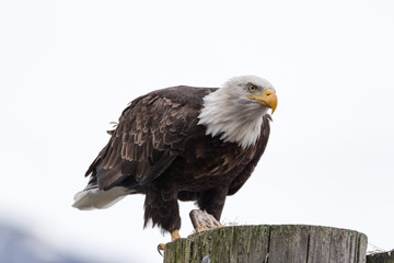 Bald Eagle Perched Close Up