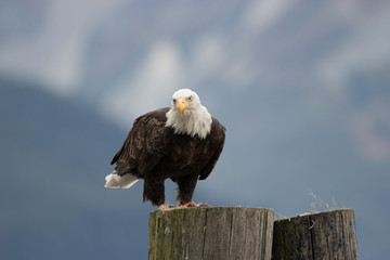 Bald Eagle Perched Close Up
