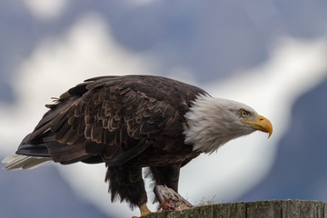 Bald Eagle Perched Close Up